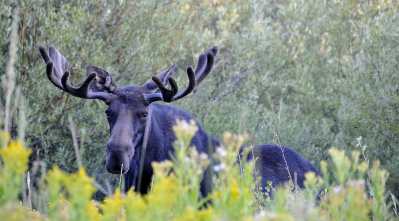 Moose Aug 18 2008 smallfile _DSC7917.JPG