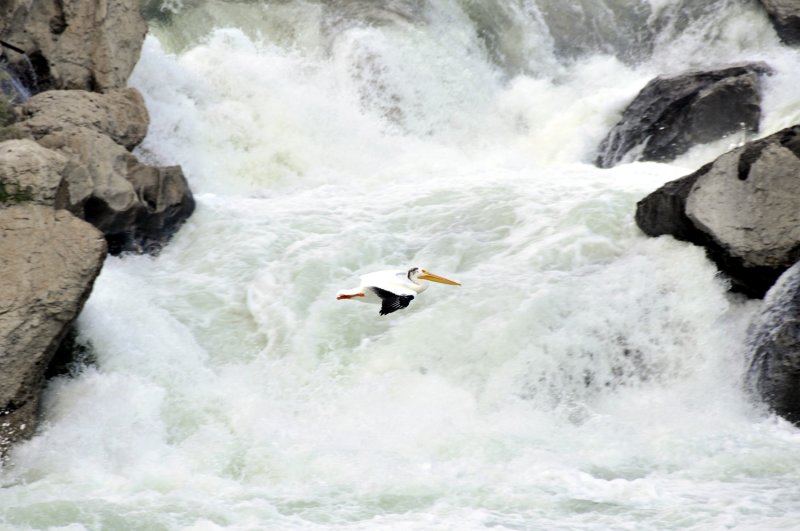 Pelican flying in front of waterfall on snake river at american falls _DSC9029.JPG