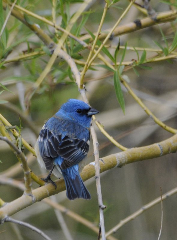 Lazuli Bunting smallfile 271.jpg