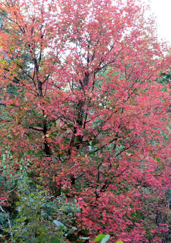 Autumn on Buckskin IMG_0606-2.jpg