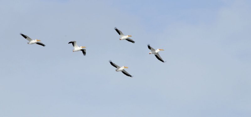 pelicans _DSC0913.jpg