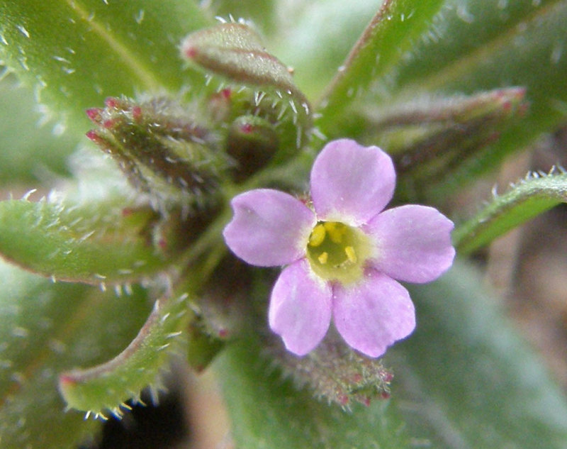 Pink Microsteris original scale cropped P4230150.jpg