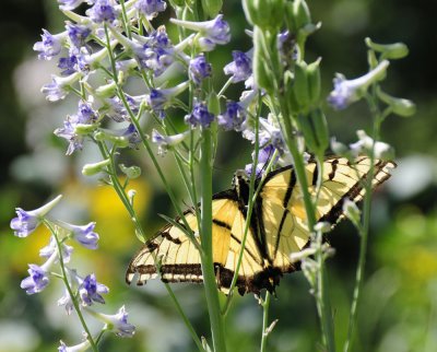 Tiger Swallowtail Butterfly on Larkspur _DSC6834.jpg