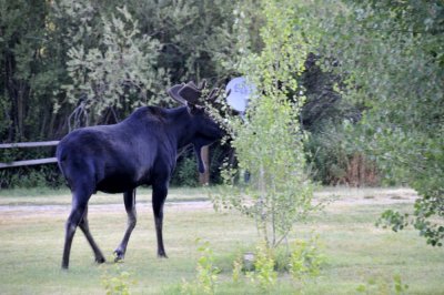 Moose Aug 18 2008 _DSC7946.JPG