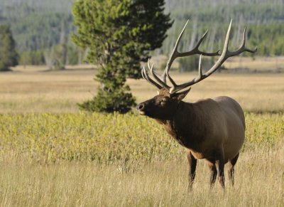 Bull Elk Yellowstone _DSC8042.jpg