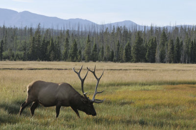 Bull Elk Yellowstone with Mountains _DSC8012.jpg