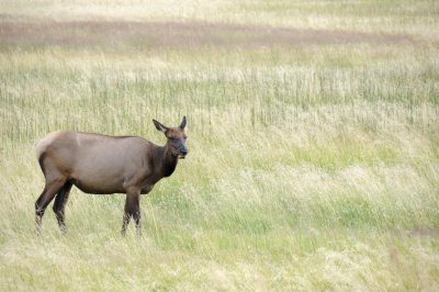 Female Elk Yellowstone _DSC7988.JPG