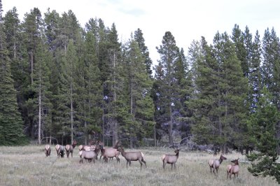Cow Elk Herd Yellowstone _DSC8082.jpg