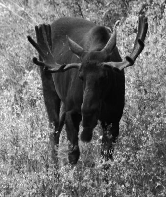 Moose BW _DSC8836.jpg