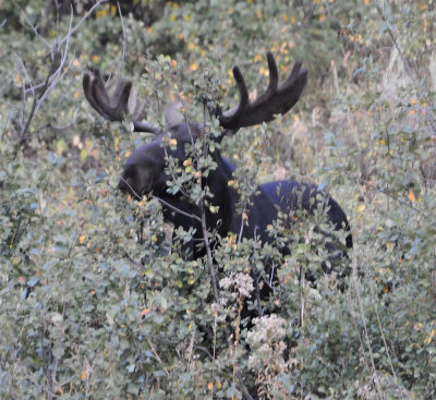 Pocatello Moose eating aspen tree _DSC8724.jpg