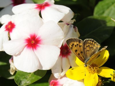 ISU flowers and butterfly quality8 _DSC9277.jpg