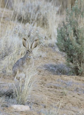 Jack Rabbit in Arches National Park _DSC3065.jpg