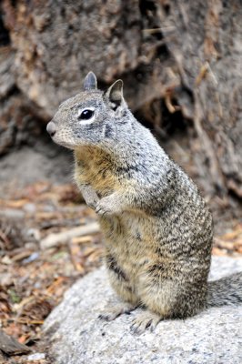 Yosemite squirrel _DSC8175.JPG