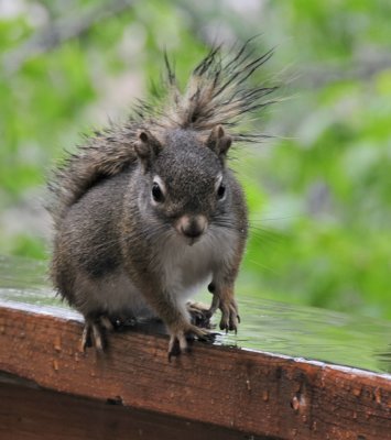 Red Squirrel _DSC8491.jpg