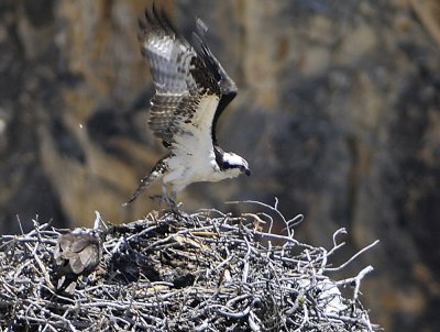 osprey leaving nest yellowstone national park canyon area _DSC9600.jpg