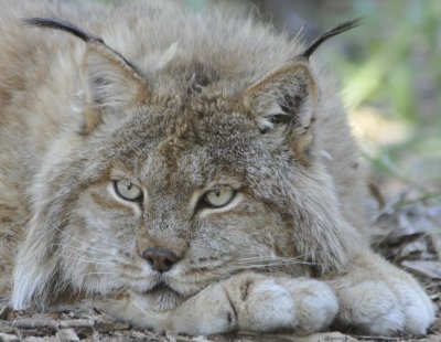 Lacy the Lynx Pocatello Zoo _DSC1678.jpg