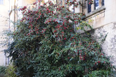 A bush with red berries _DSC5674.jpg