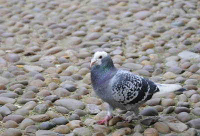 English Pigeon on Cobblestone outside the Bodleian Library _DSC5863.JPG