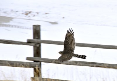 bird of prey in flight at home _DSC6196.jpg