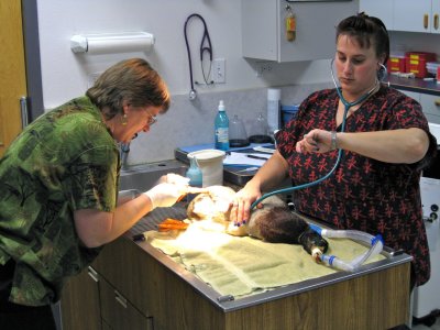 Dr Crystal Shropshire and Vet Tech Yvonne Aprato - Duck Foot Surgery - Alameda Pet Hospital IMG_1751.jpg