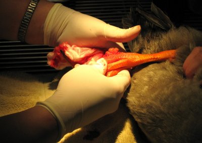 Hands of Dr Crystal Shropshire and Yvonne Aprato - Duck Foot Surgery - Alameda Pet Hospital IMG_1755.jpg