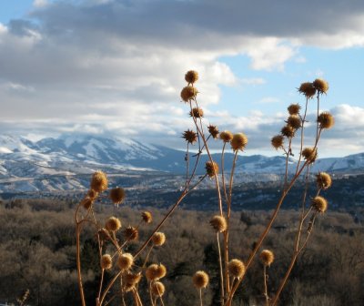 Red Hill January Scene IMG_1819.JPG