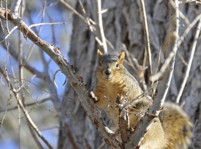 Pocatello Fox Squirrel _DSC6246.JPG