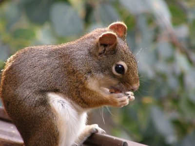 Red Squirrel up in the mountains P7230009.jpg