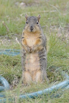 Fox Squirrel R7 Parking Lot ISU _DSC8469.jpg