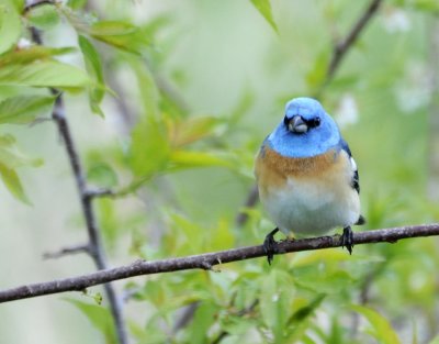 Lazuli Bunting smallfile 290.jpg