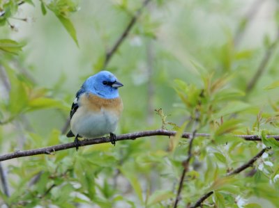 Lazuli Bunting smallfile 291.jpg