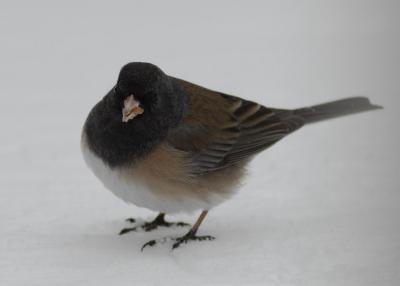 Dark-Eyed Junco  _DSC0366.jpg