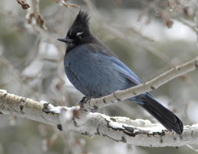 Steller's Jay smallfile _DSC0301.jpg