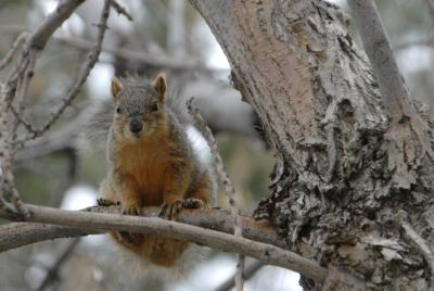 ISU fox squirrel _DSC0597.JPG