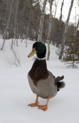 Doosie Duckson le canard de Roun 2006-4-2 012.jpg