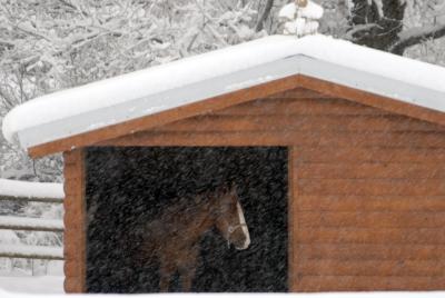 Horse on a Snowy April 17th Morning _DSC0025.jpg