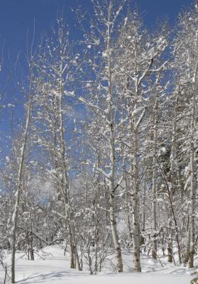 aspen the day after the snow _DSC0024.jpg