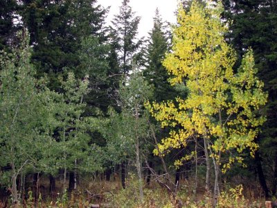 Autumn comes to Scout Mountain smallfile IMG_0586.JPG