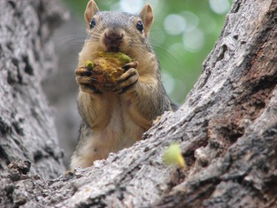 Whitman Street Squirrel IMG_0661.JPG