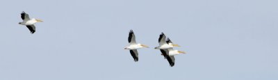 pelicans in flight _DSC0944.jpg