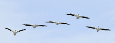 pelicans in flight front view _DSC0941.jpg