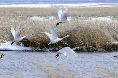 swans taking off _DSC0884.jpg