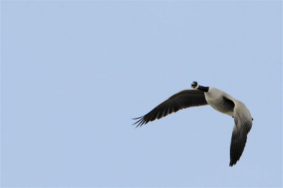 Goose flying over Springfield Lake _DSC1132.jpg