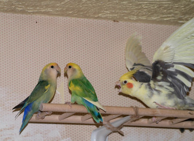 Lovebirds and Cockatiel DSCF1064 copy.jpg