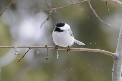 black-capped chickadee _DSC1389.jpg