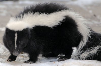 Skunk smallfile _DSC1675.jpg