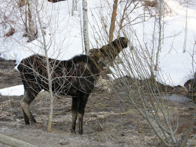 Moose Browsing a Bush smallfile P4160036.jpg