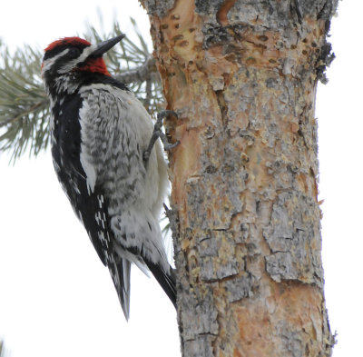 sapsucker cropped smallfile _DSC1920.jpg