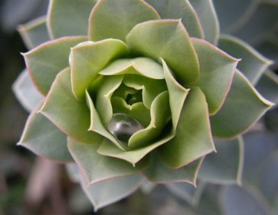 plant may be succulent with raindrop P4230142.jpg