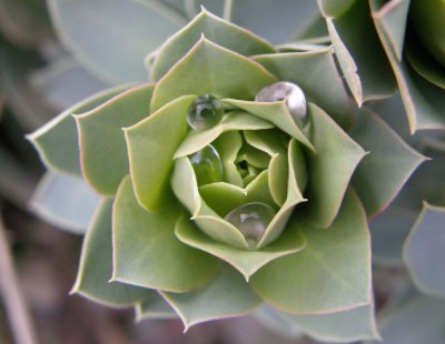 plant may be succulent with raindrops P4230146.jpg